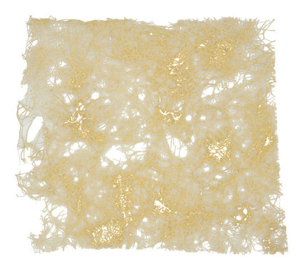 Immagine di Funori alga secca gr. 20
